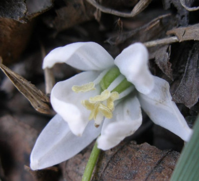 eventuell_scilla_bifolia.jpg