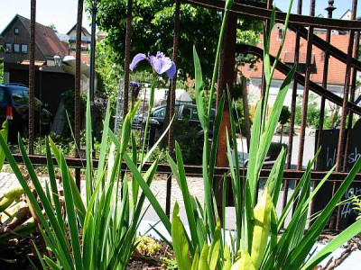 iris-setosa-nana2010.jpg