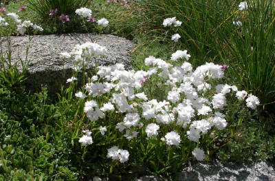 comp_Silene_alpestris_grdfl._floreplena_11.06.10.jpg