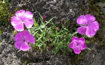comp_Dianthus_callizonus_11.06.10.jpg