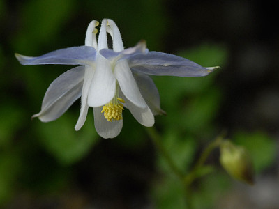 aquilegia-pyrenaica-ssp.-discolor.jpg