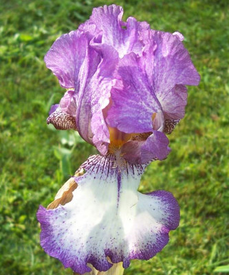 Juni_10._092_Samling_TH.jpg