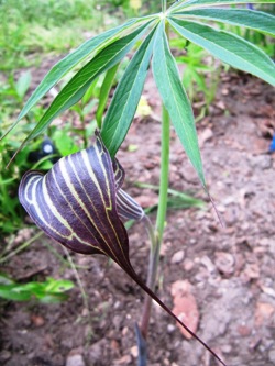 Arisaema_cilliatum_var._liubaence.jpg
