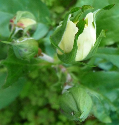 FreiburgerPerle_0610_01.JPG