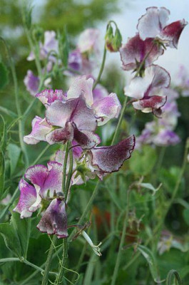 himbeer-gesprenkelte_Wicke_Hangbeet_klein.jpg