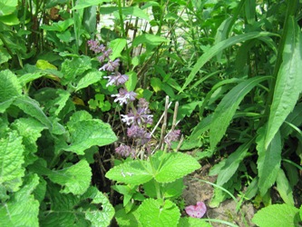 salvia079.jpg