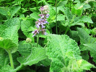 salvia_080.jpg