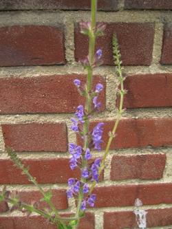salvia_081.jpg