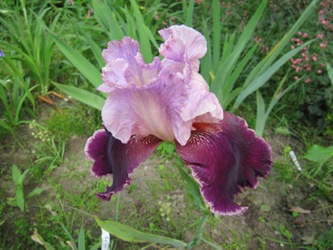 gartenbesuch_082.jpg