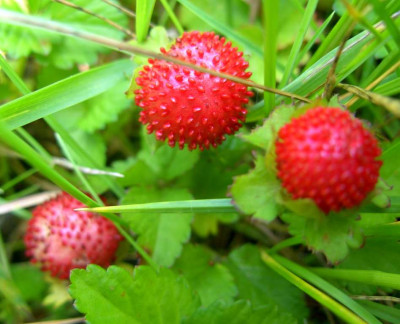 wilde_erdbeeren_002-1_Desktop_Auflosung.jpg