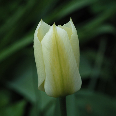 gelb_10967.jpg