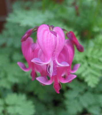 Dicentra_Candy_Hearts_2010_a_1024x768.jpg
