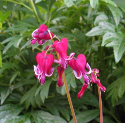 Dicentra_King_of_Hearts_1024x768.jpg