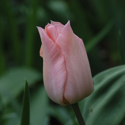 rosa_10965.jpg