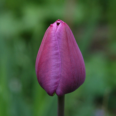 pink_10966.jpg