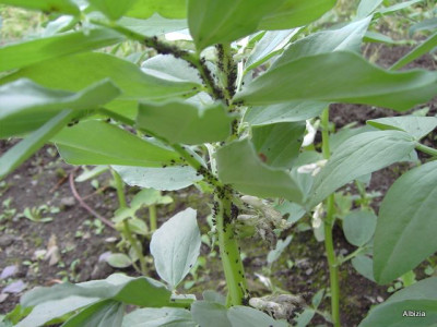 PICT4693.JPG