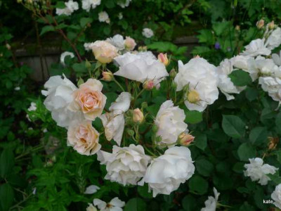 Penelope_2010.JPG