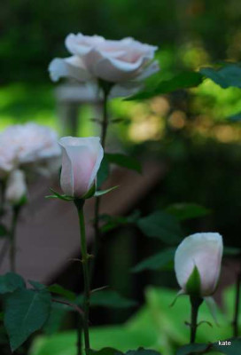 DSC_0084.JPG