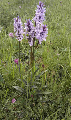 Orchideen_12.06.10_1.jpg