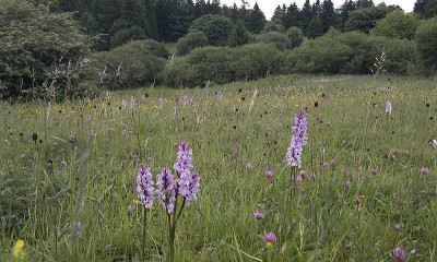 Orchideen_12.06.10_2.jpg