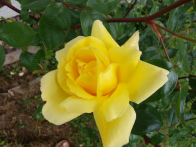 gelbeRose1.jpg