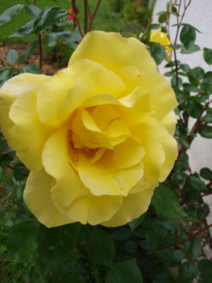 gelbeRose2.jpg