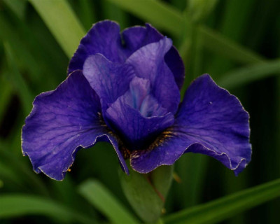 B3769a_Large.JPG