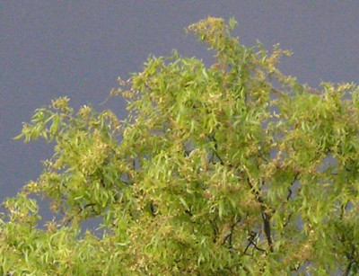 baumausschnitt.jpg