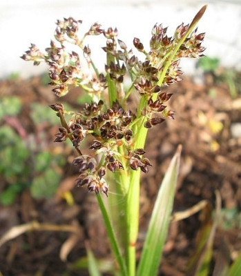 Luzula_sylvatica_4.jpg