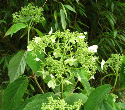 Hydrangea_heteromalla_Morreys_Form_800x600.jpg