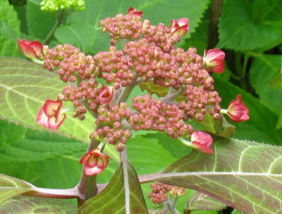 Hydrangea_serrata_Kyosumi_Juni_2010800x600.jpg