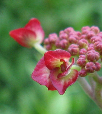 Hydrangea_serrata_Kyosumi.Detail_1024x768.jpg