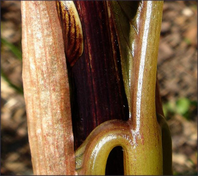 A._sikokianum.JPG