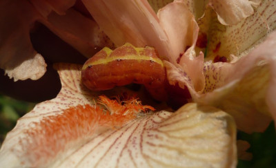 P1110530.JPG