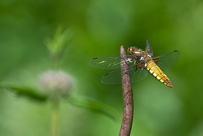 Plattbauchlibelle-3-Jun1110.jpg
