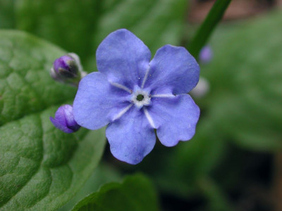 Omphalodes_verna_Blute.jpg