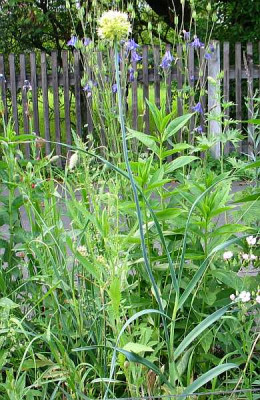 allium-gelb-ax.jpg