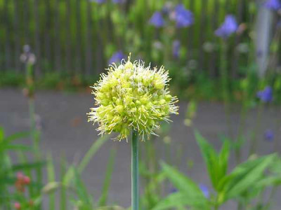 allium-gelb-axel.jpg