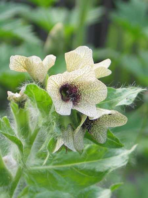 hyoscyamus-niger2010.jpg