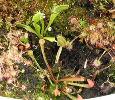 S.psittacina-2010a.jpg