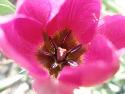 tulipa_humilis_oder_pulchella.jpg