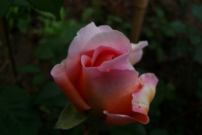 abraham_darby_1knospe2010.jpg