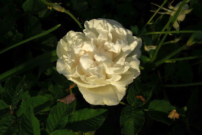 blanche_simon_2010_zg.jpg