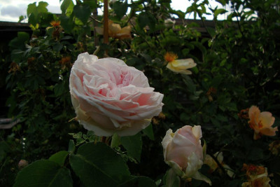 sdlm_clbg_2010_zg.jpg
