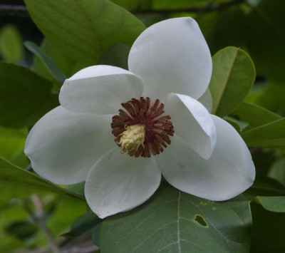 K800_Magnolia_sieboldii20100614_64.JPG