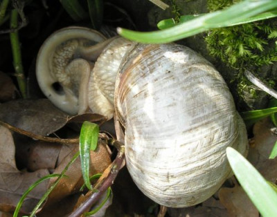 weinbergschnecken_p4060435.jpg