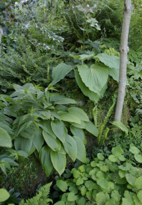 K800_hosta_hosta20100614_71.JPG