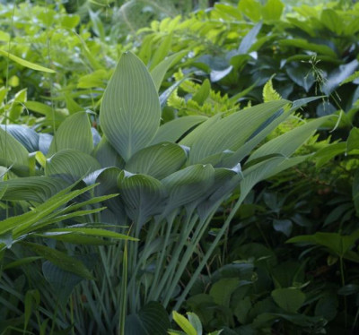 K800_hosta_kikutii_leuconota20100614_52.JPG