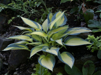 K800_Hosta_Remember_Me20100614_72.JPG