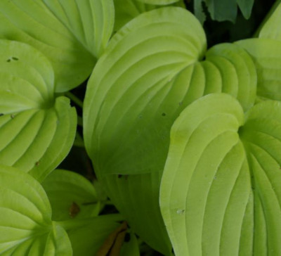 K800_hosta_dresdner_gold20100614_53.JPG